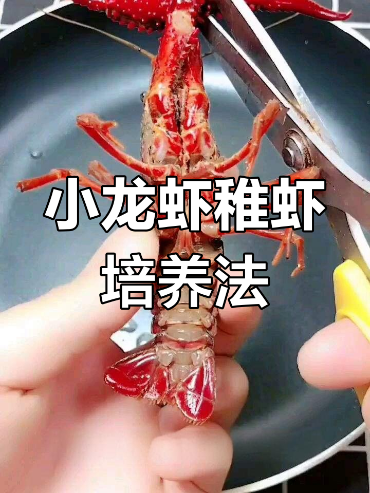 淡水小龙虾养殖池建设与培育技巧