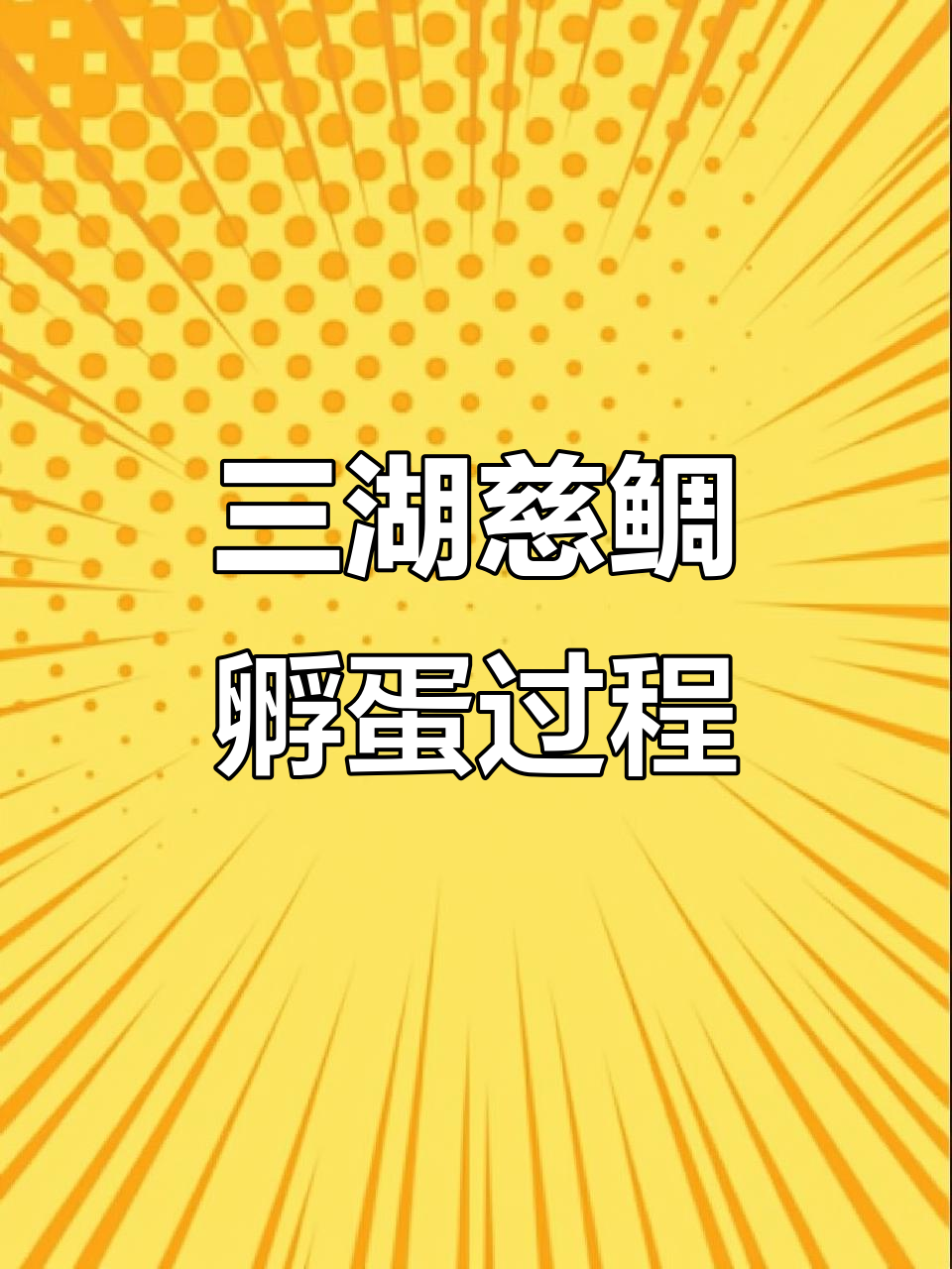 三湖慈鲷鱼卵孵化全过程,水族爱好者必看!