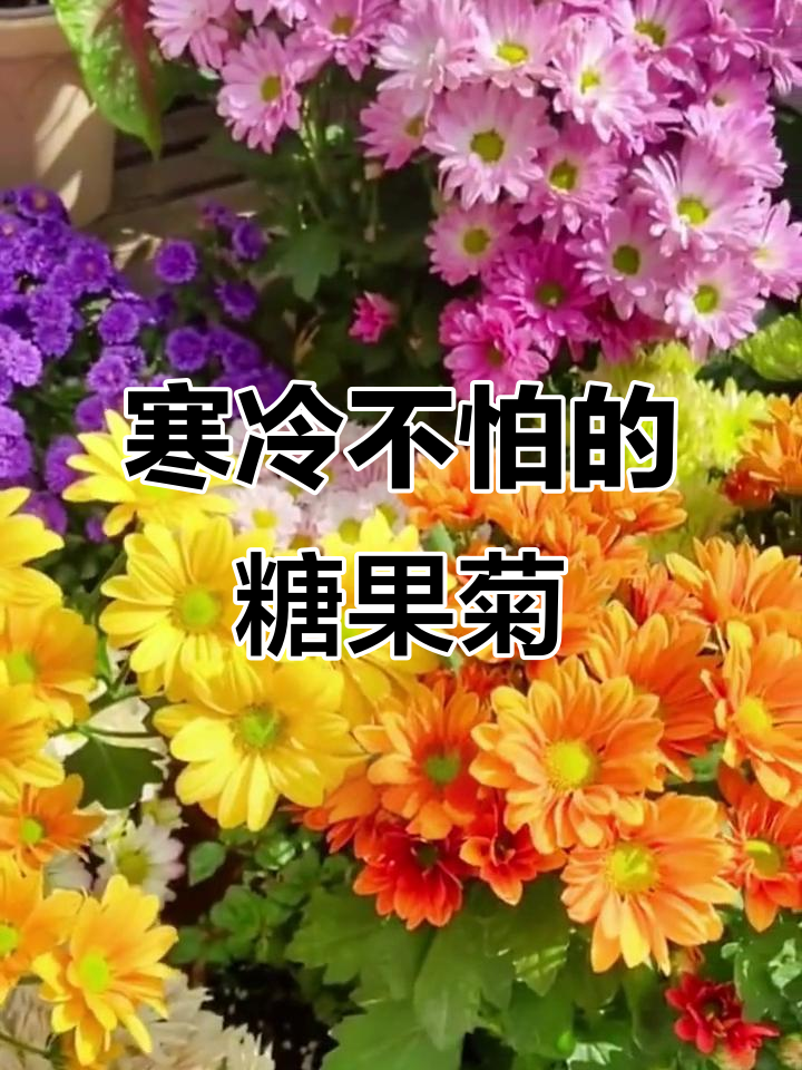 冬季来临,撒点糖果菊让阳台更美丽!耐寒又艳丽的花卉选择