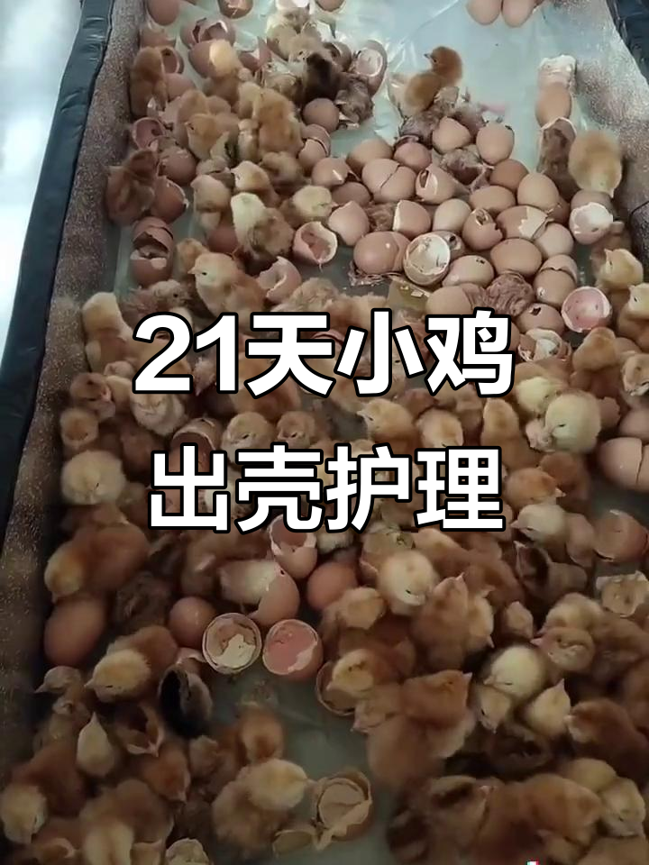 小鸡孵化全过程，21天出壳后如何照顾