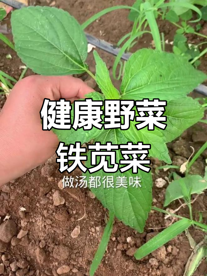 铁苋菜的食用价值与营养