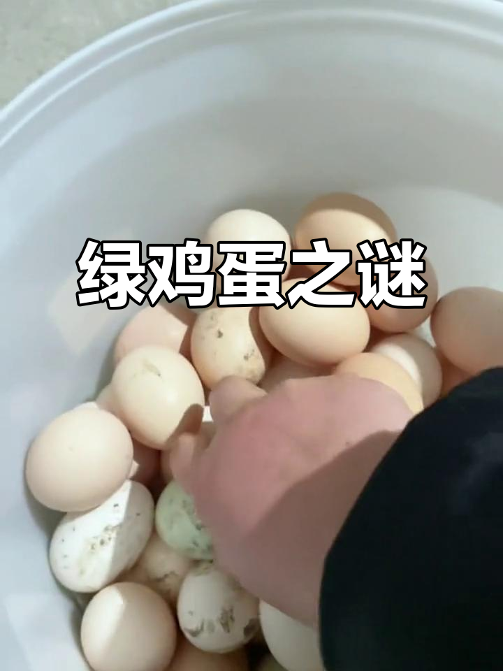 第一次见深绿色鸡蛋,乌鸡蛋真是这个颜色吗?