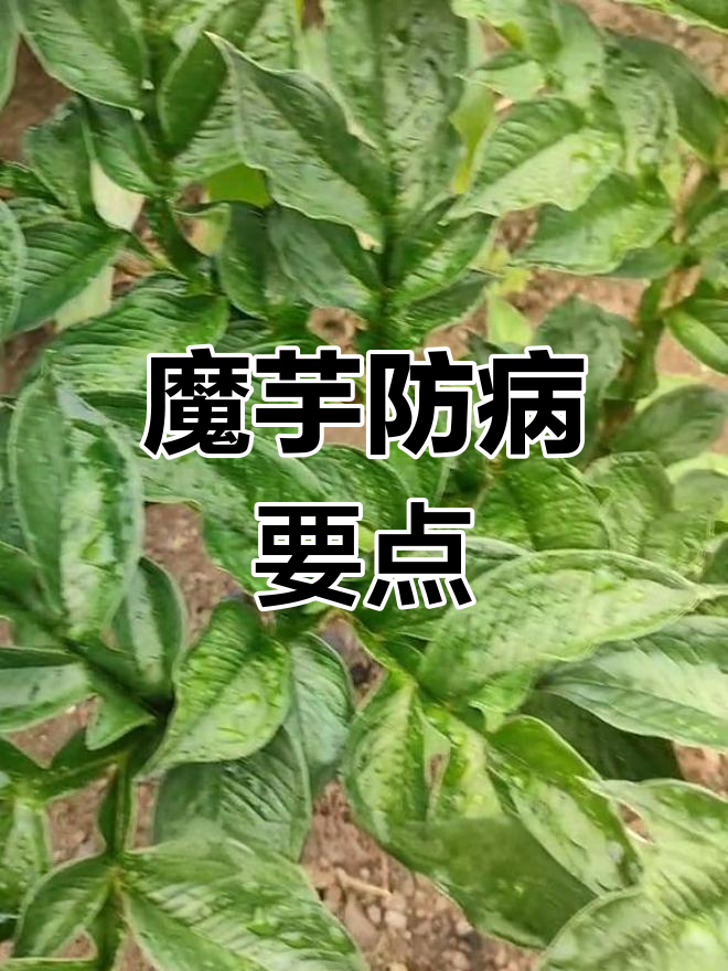 魔芋软腐病防治措施,及时清理病株