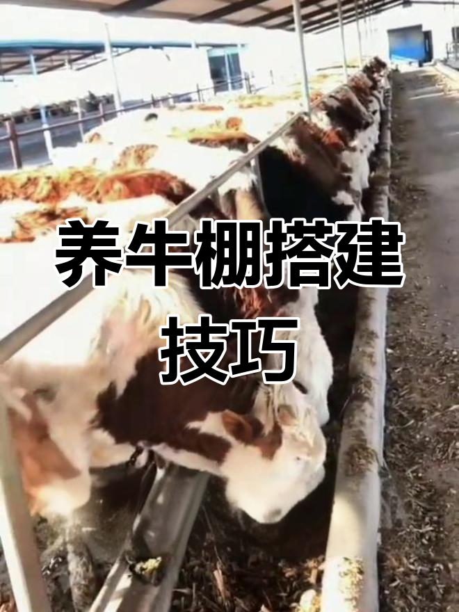 肉牛养殖场建设全攻略