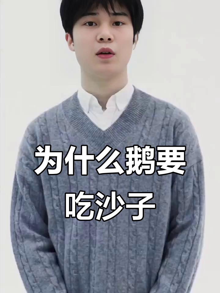 鹅吃沙子的秘密：原来是为了消化食物！