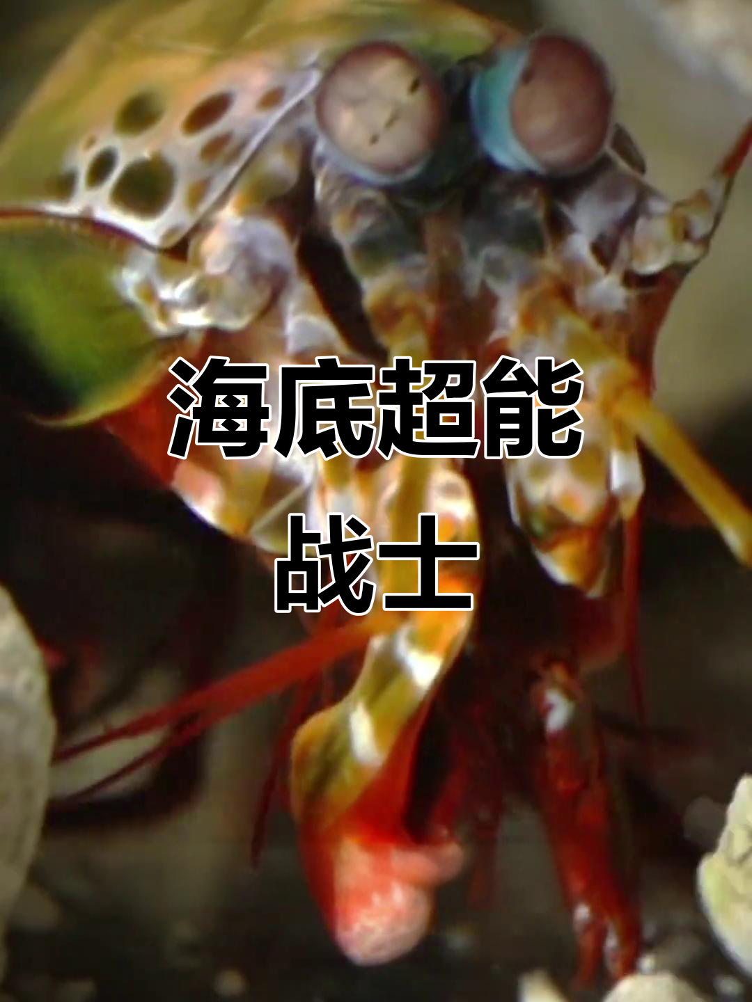 雀尾螳螂虾:海底的“一拳超人”,力大无穷,温度惊人
