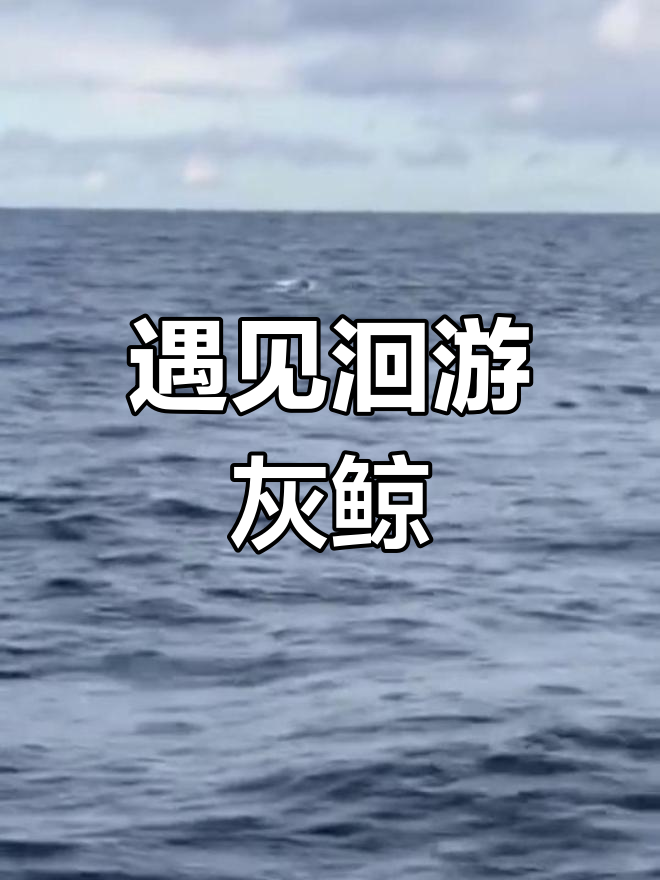 潜水时偶遇洄游灰鲸,幸运至极