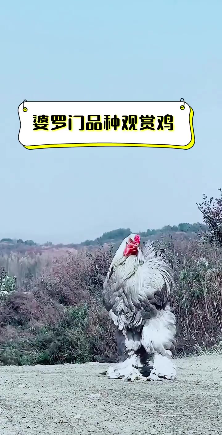 婆罗门品种观赏鸡