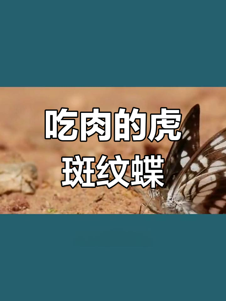 虎斑纹食肉蝶:致命蝴蝶的恐怖力量