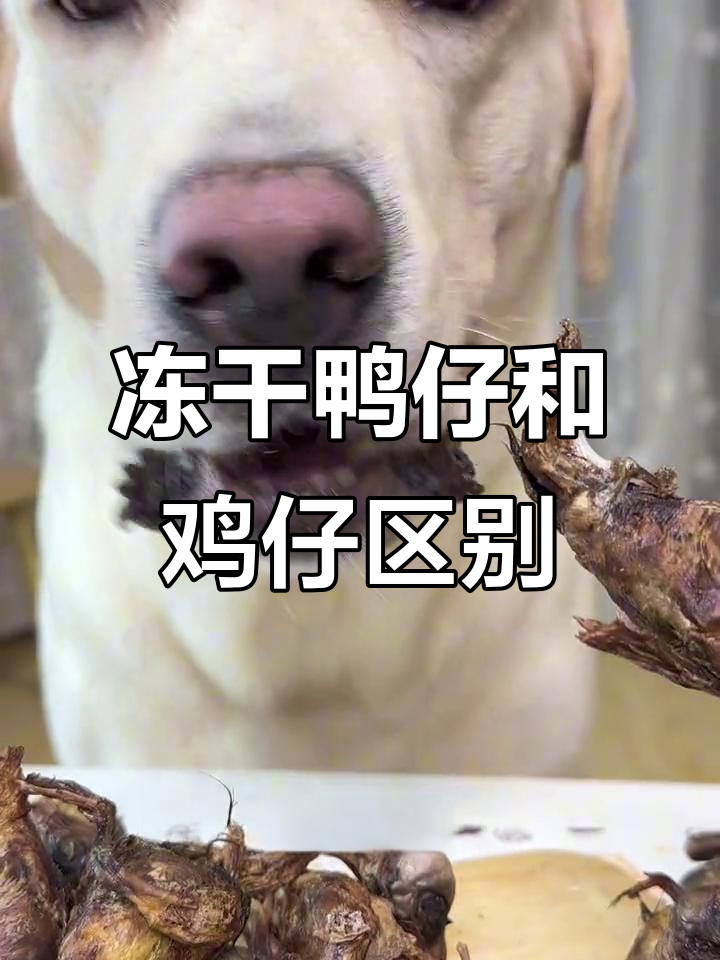 冻干鸭仔与鸡仔的区别,哪个更适合夏天?
