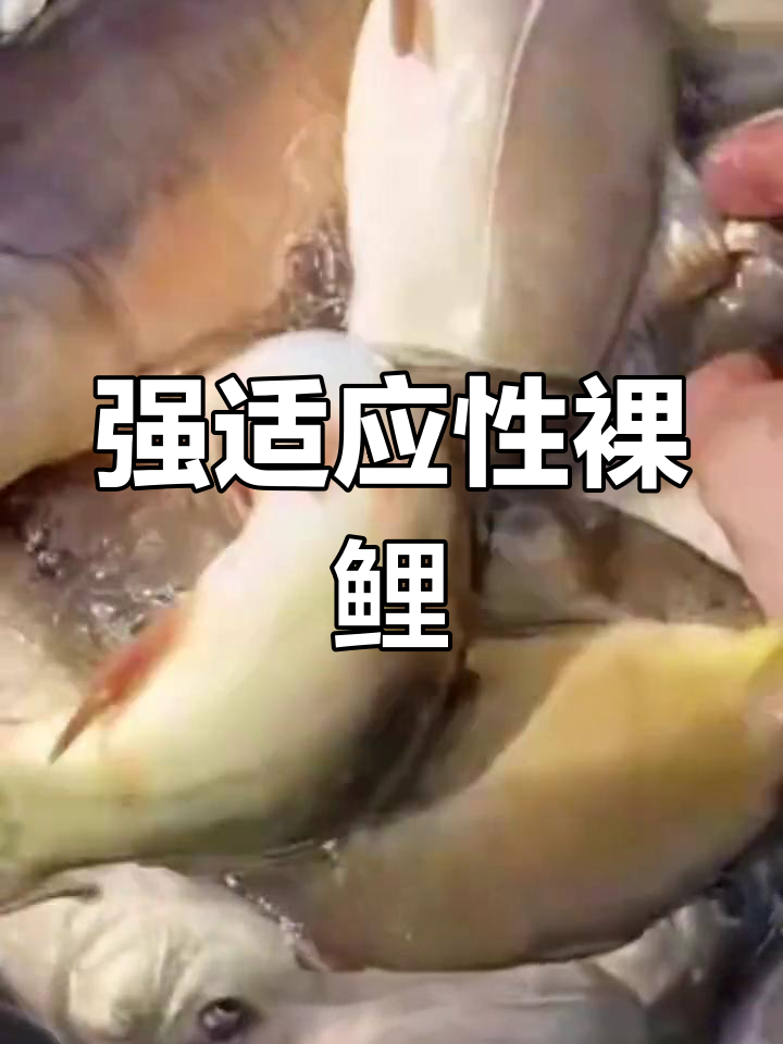 裸鲤鱼苗,适应力强,生长迅速