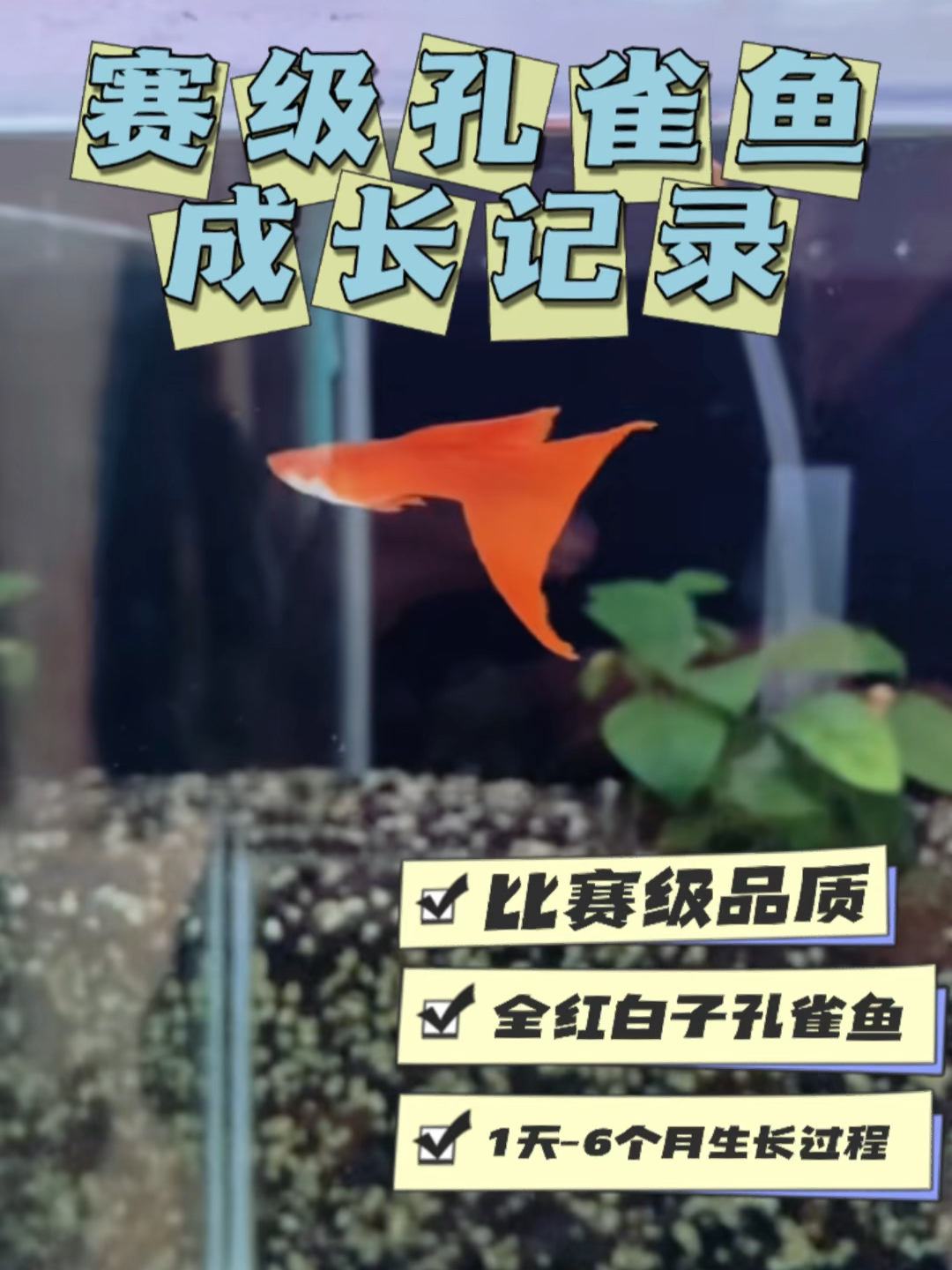 赛级孔雀鱼生长过程和速度(1天-6个月变化)
