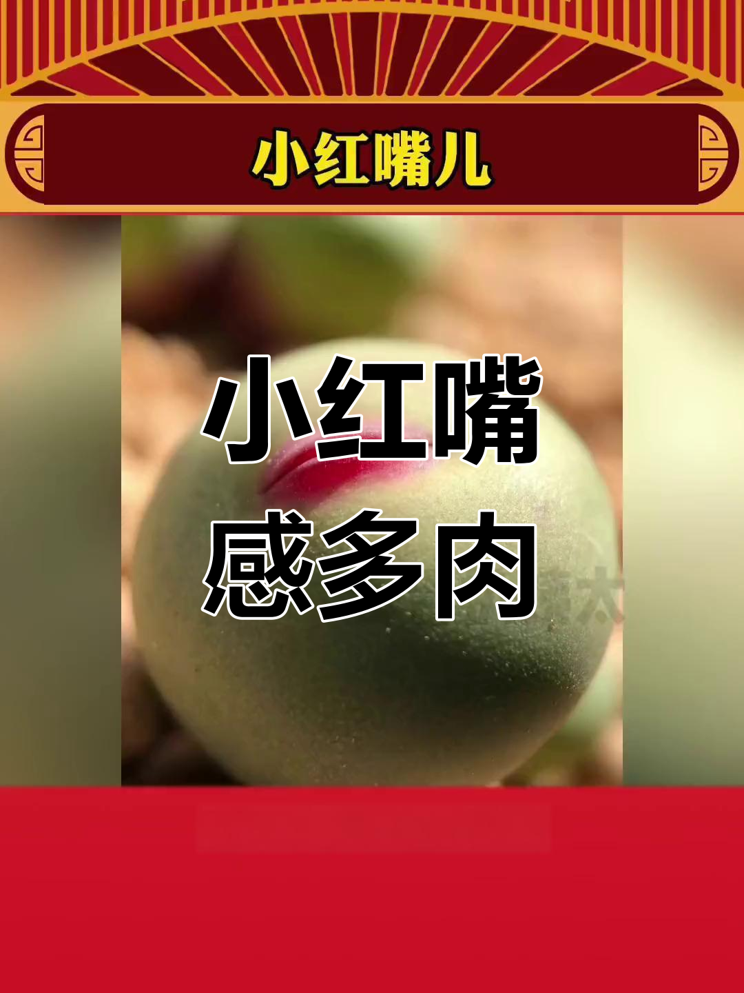 小红嘴感:南非的神秘多肉植物