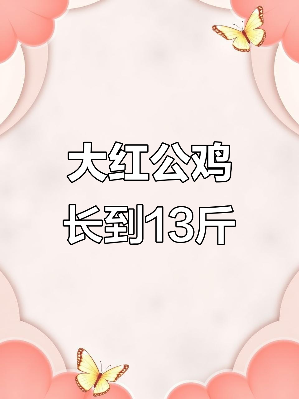九斤红公鸡，成年体重可达十三斤，春节前就能出栏
