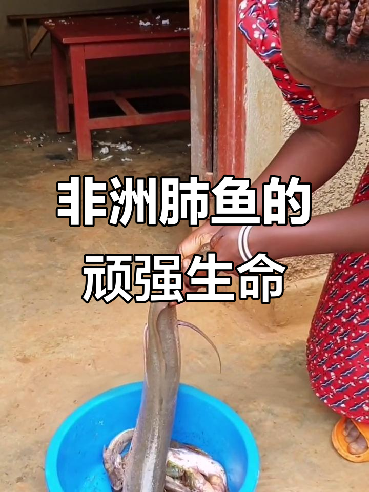 非洲大鲱鱼:离水能活两三年,生命力惊人
