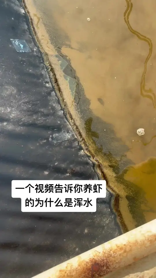 池底为泥,养虾时虾游动竟把水搅浑了!