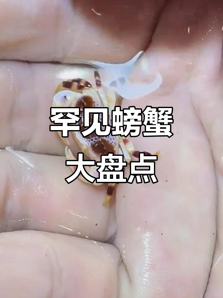 16种奇特蟹类大揭秘,看看你认识几种?