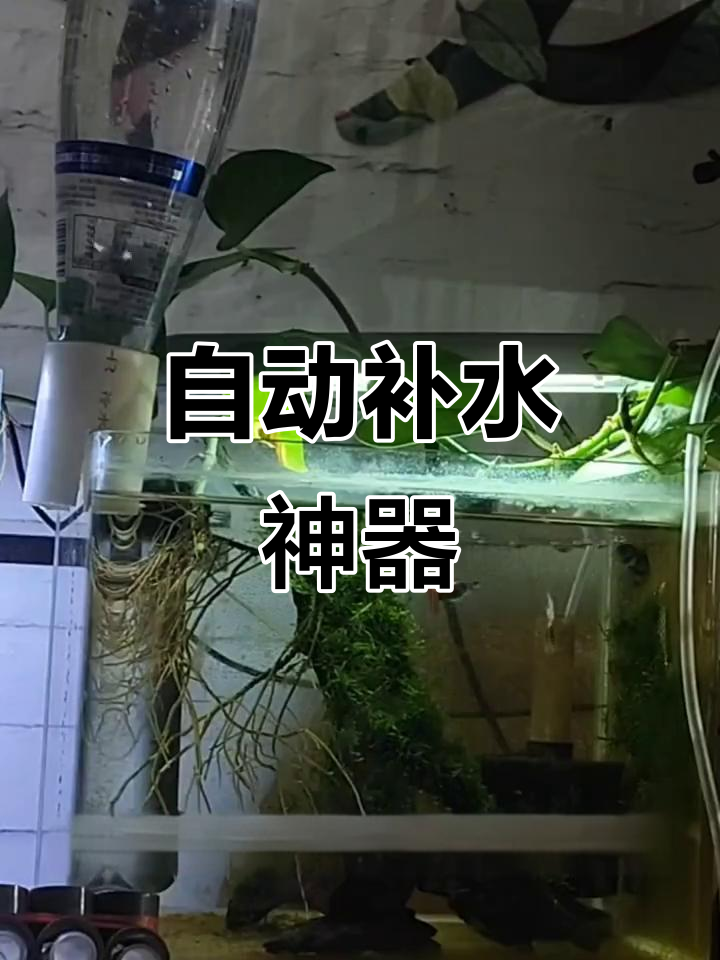鱼缸水蒸发快？自动补水器轻松解决，省心又美观！