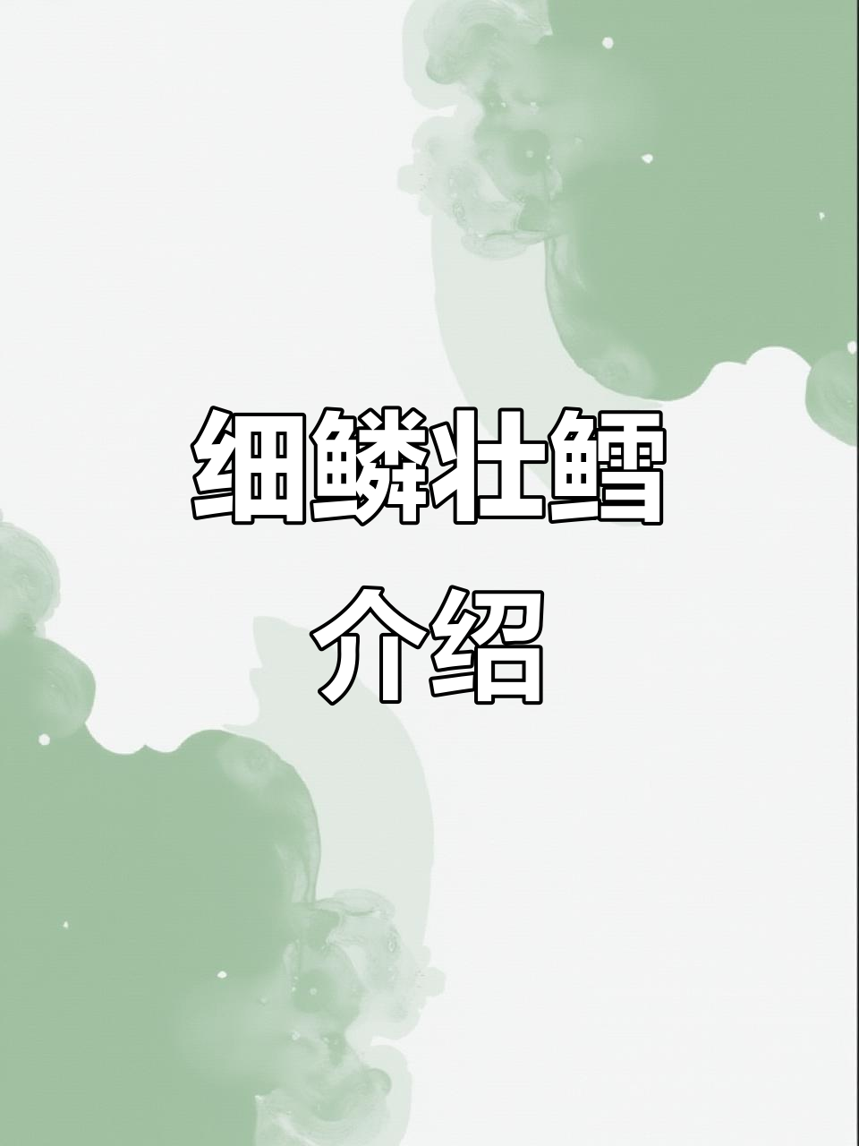 细鳞壮鳕:一种独特的美味鱼类