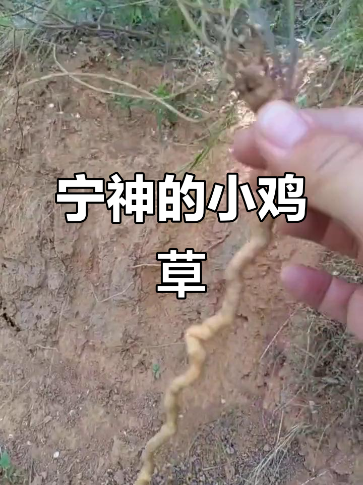 小鸡草,家乡的宁静之药