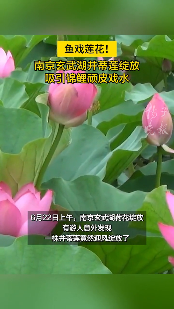 鱼戏莲花!南京玄武湖并蒂莲绽放,吸引锦鲤顽皮戏水