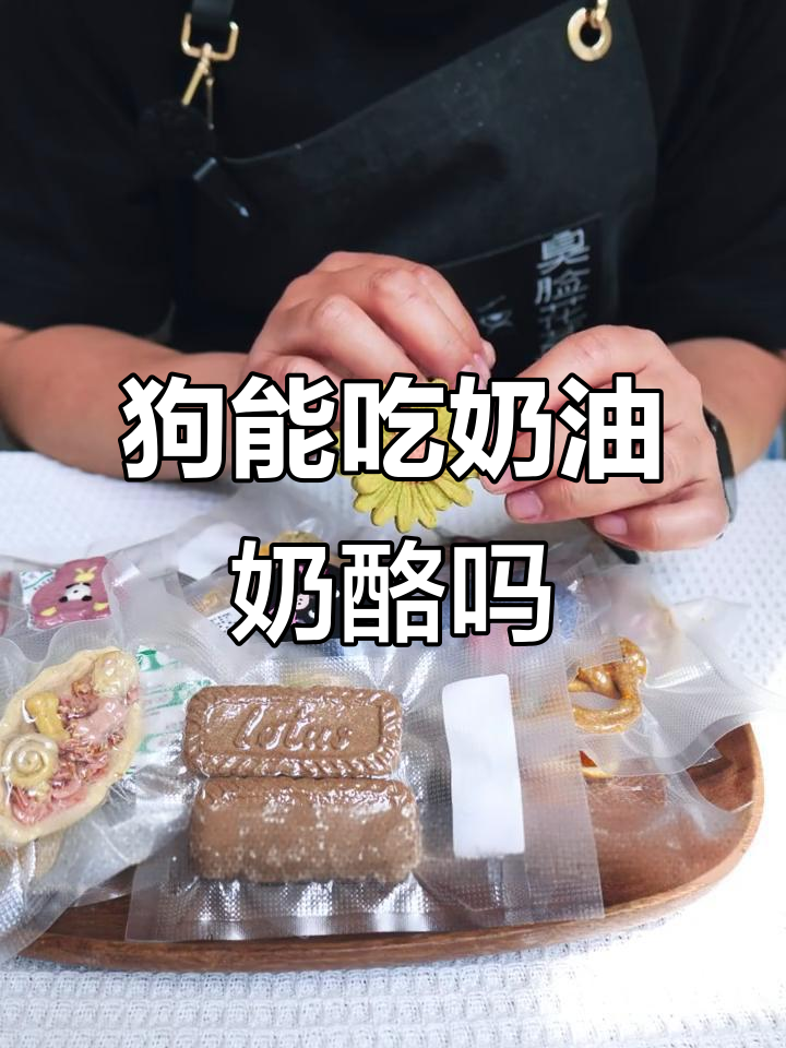 狗狗能吃奶油奶酪吗?如何正确喂食避免拉肚子