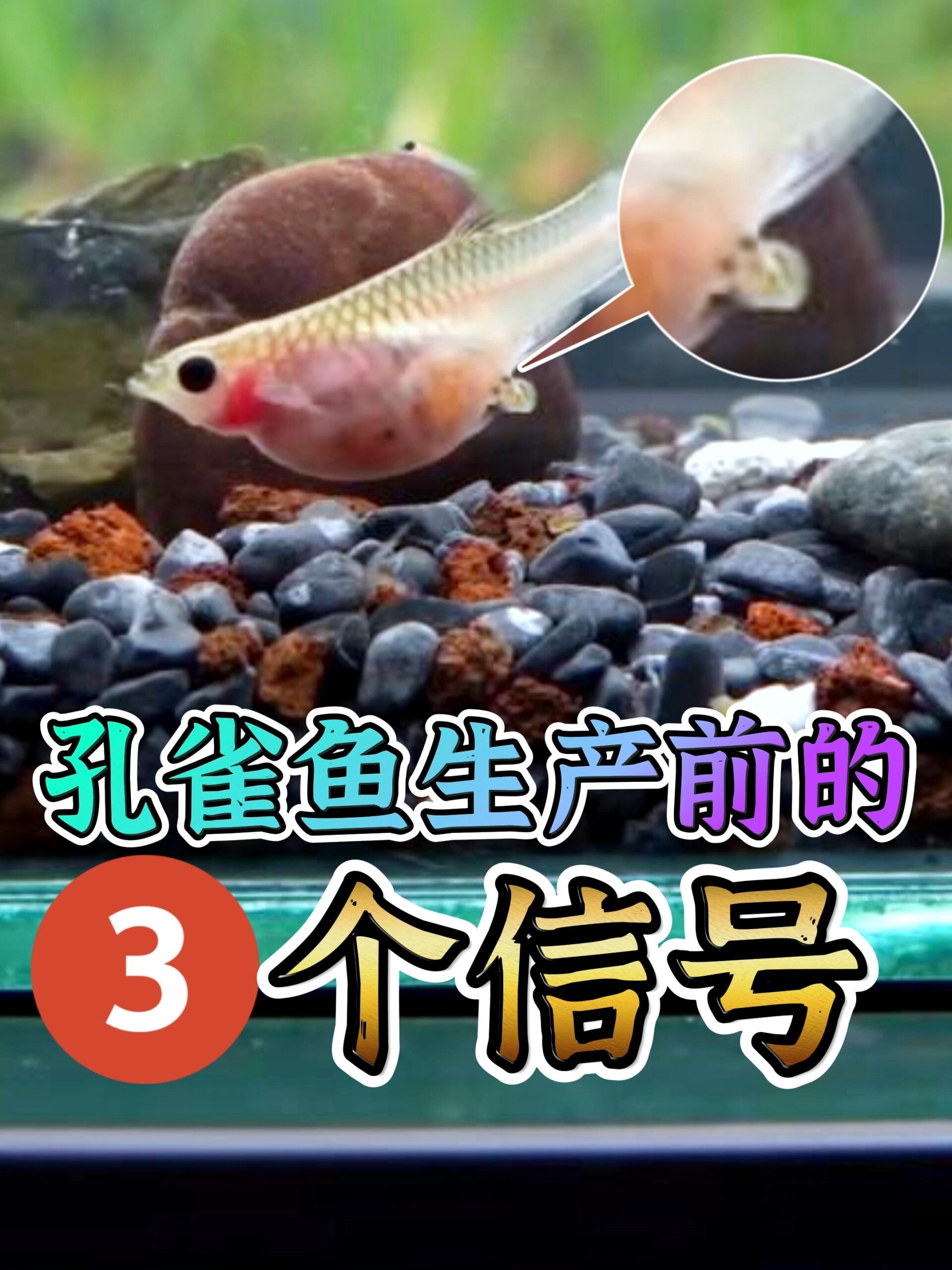 孔雀鱼生产前的3个信号