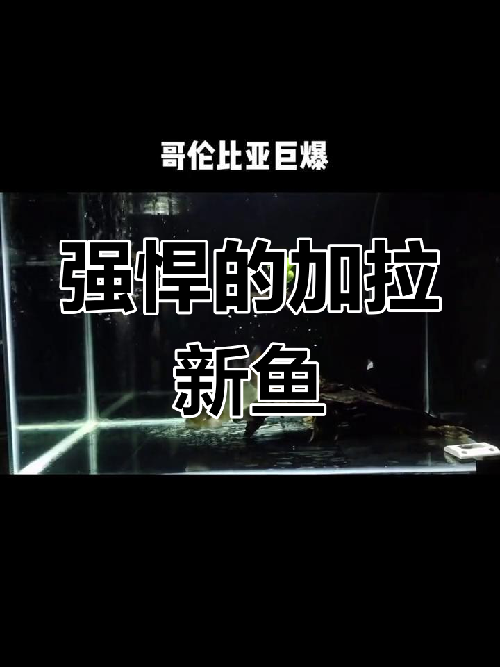 巨水狼鱼:凶猛淡水观赏鱼的代表