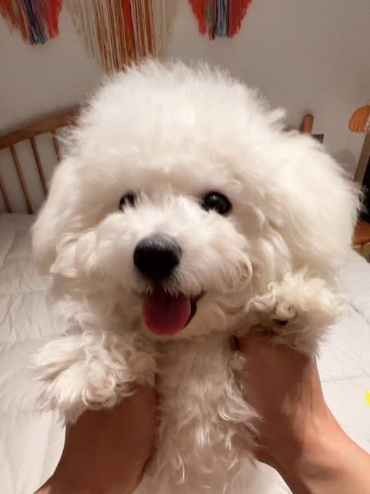 汤圆节限定汤圆 元宵节你们要的白色小汤圆来啦？赐我一个充满可爱的评论区吧。家里的萌宠还有好