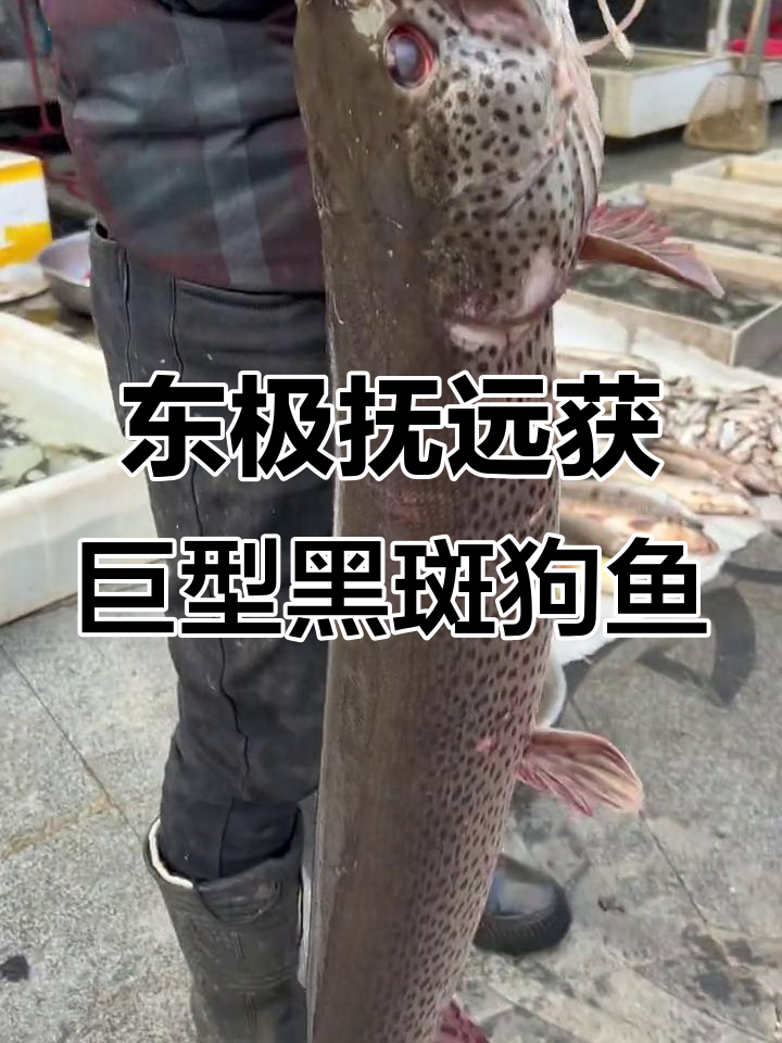 乌苏里江捕获罕见大黑斑狗鱼,重达24.8斤!