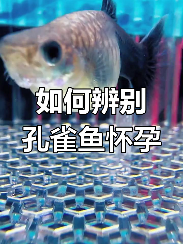 孔雀鱼怀孕征兆全解析,如何判断是否临产