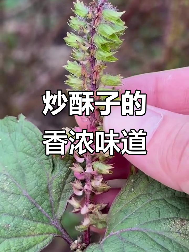 炒熟苏子，香气扑鼻让人怀念