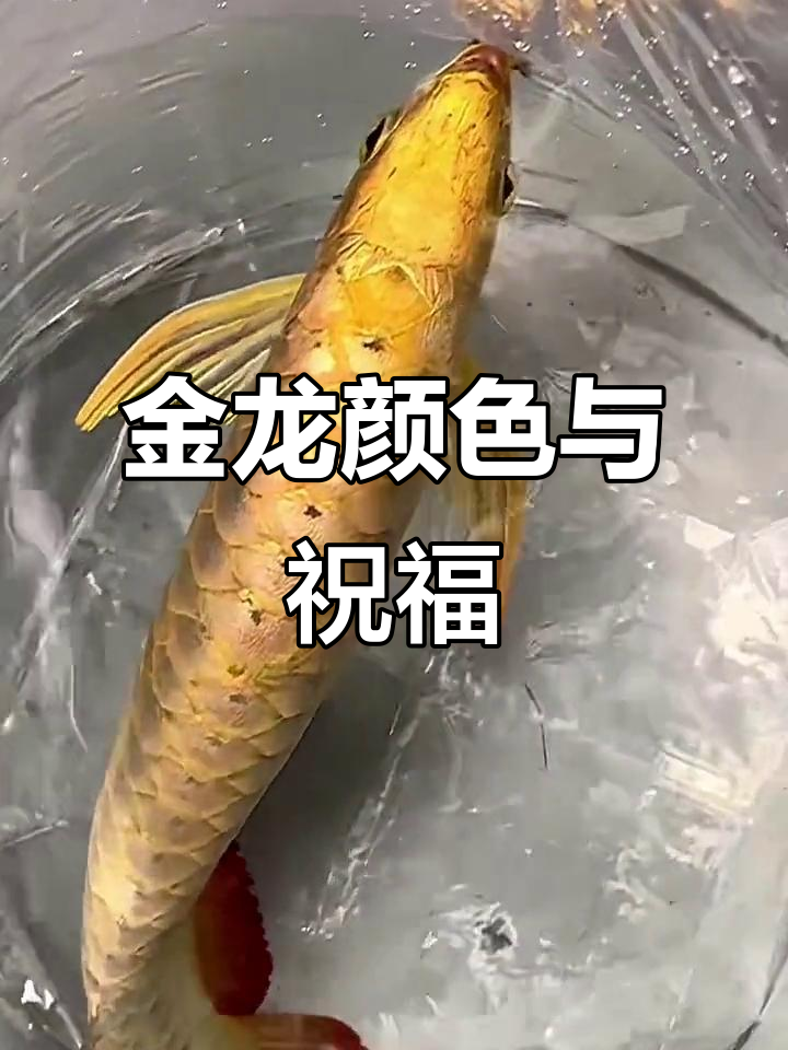 自然光下的金龙色彩,年年有鱼的美好寓意