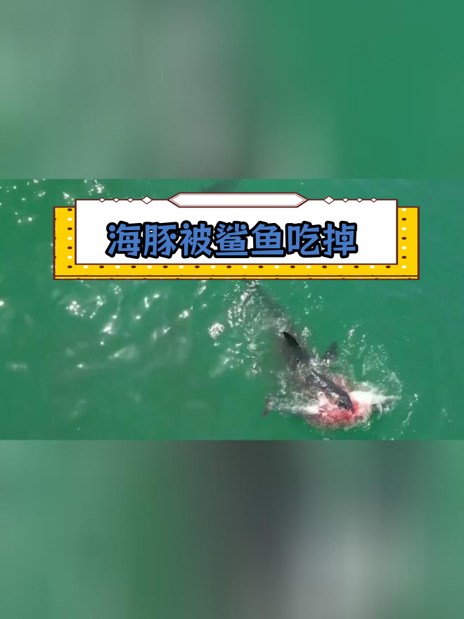 罕见鲨鱼吃海豚画面曝光