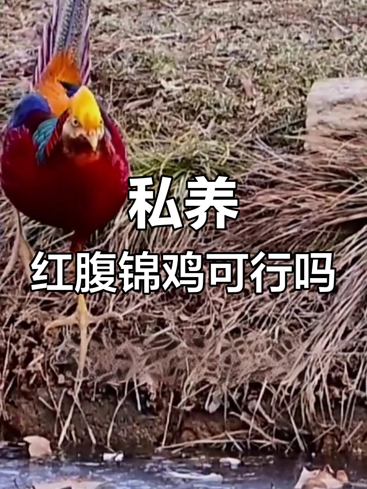 红腹锦鸡能私人饲养吗?了解手续和价格