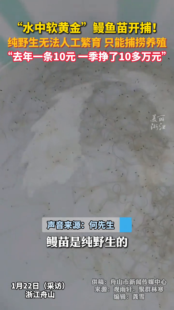 浙江舟山“水中软黄金”鳗鱼苗开捕