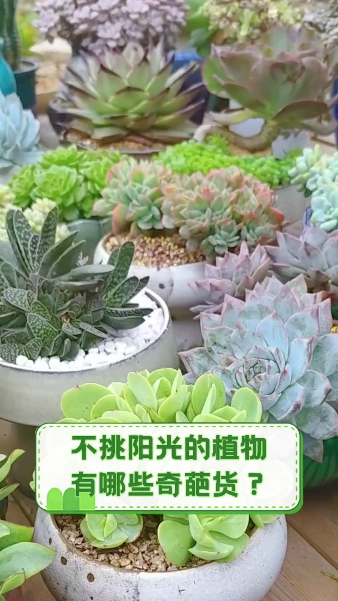 不挑阳光的植物有哪些奇葩货?