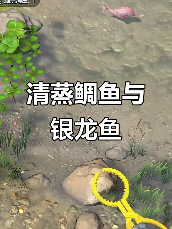抓大甲鱼送朋友,结果被嫌弃?清蒸鲷鱼和银龙鱼来啦!
