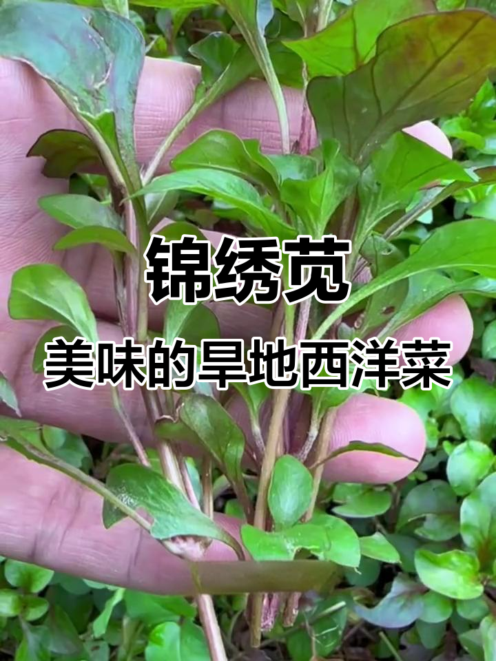 锦绣苋:旱地西洋菜,花坛中的美味野菜
