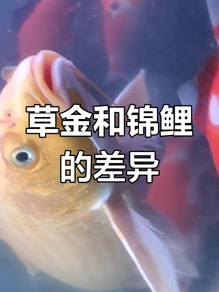 草金与锦鲤的区别解析