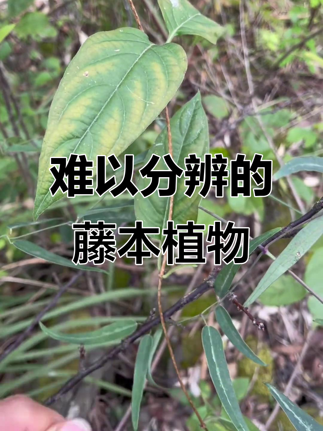 藤本植物大揭秘:花叶威灵仙、鸡屎藤与白首乌等