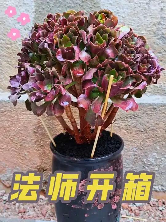多肉开箱:完美型、大冠幅的老桩法师才6.6米,值哭了!#多肉植物 #法师 #开箱 #好物分