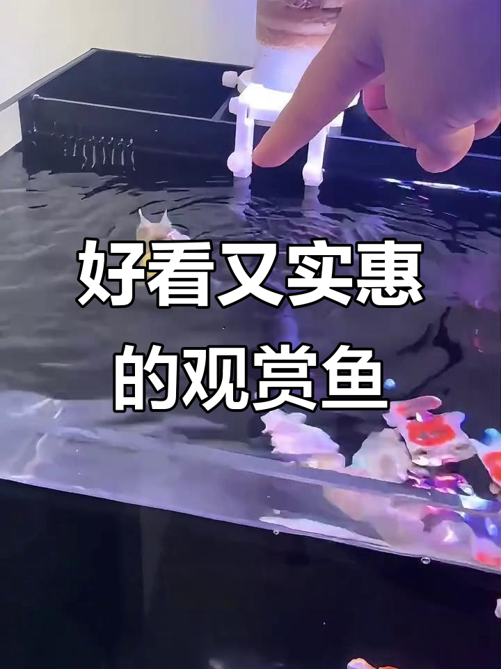 13种美丽观赏鱼，价格与品种全揭秘