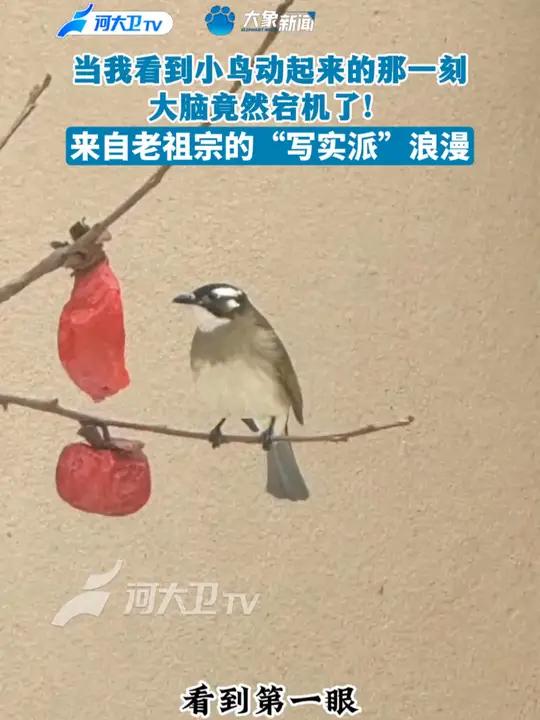 老祖宗的写实派浪漫 来自老祖宗的“写实派”浪漫,小鸟动起来的瞬间大脑宕机了!