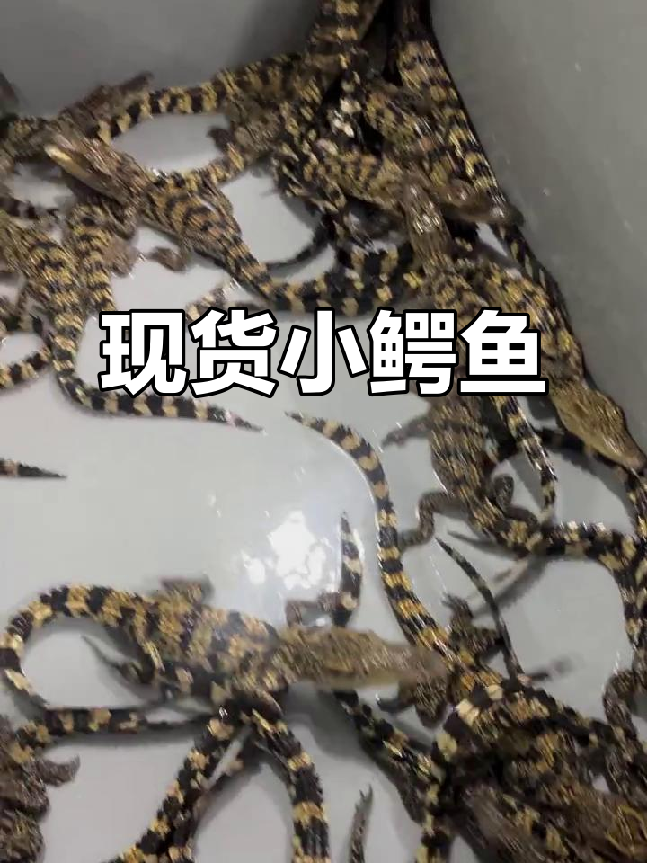 小鳄鱼苗现货,当天发货,质量保证