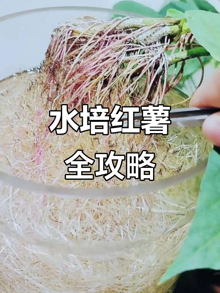 水培红薯，轻松种植，绿植蔬菜一网打尽！