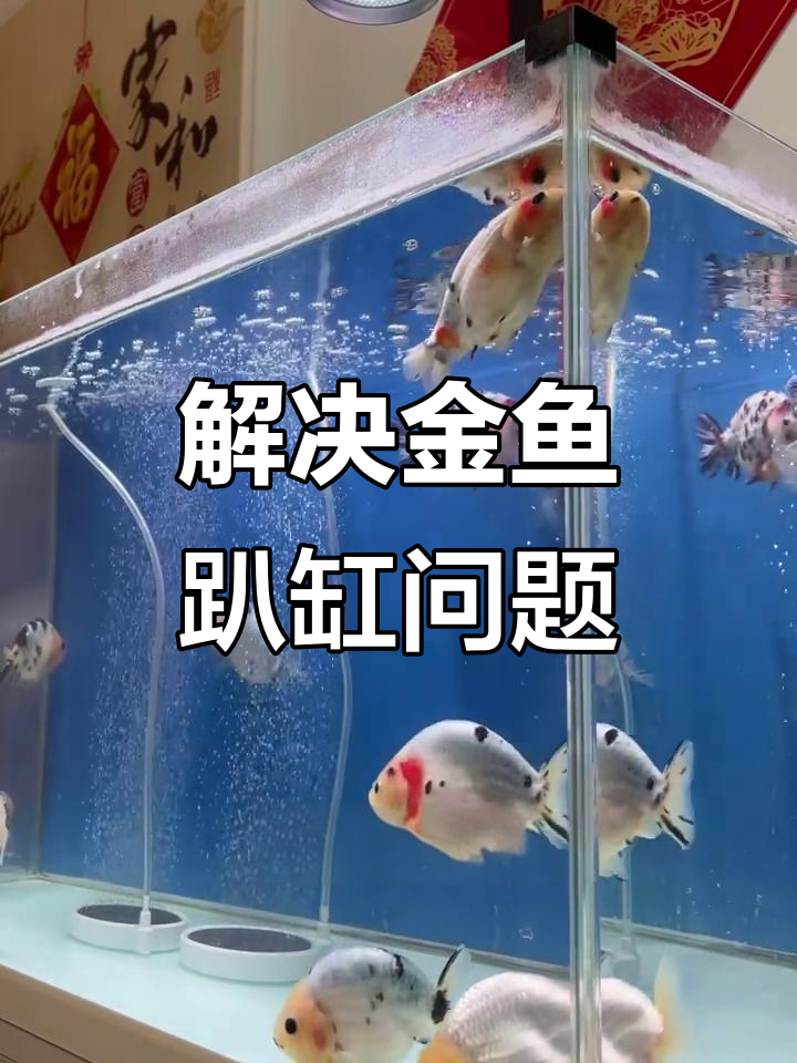 金鱼趴缸的原因及解决方法