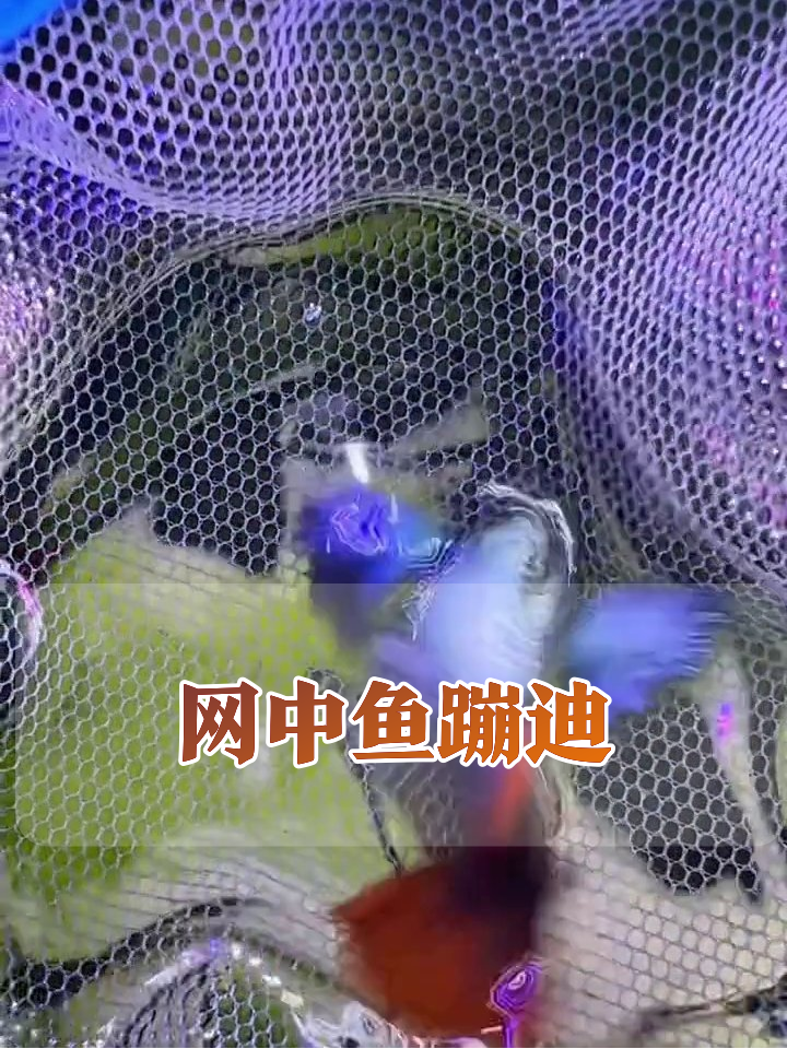 孔雀鱼被捞急了!蓝翅红尾狂扇网,鱼界“我不要上班”现场