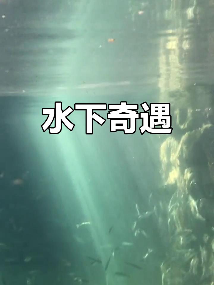 云南抚仙湖,跳水捕鱼!抗浪鱼价格惊人,1000元一斤