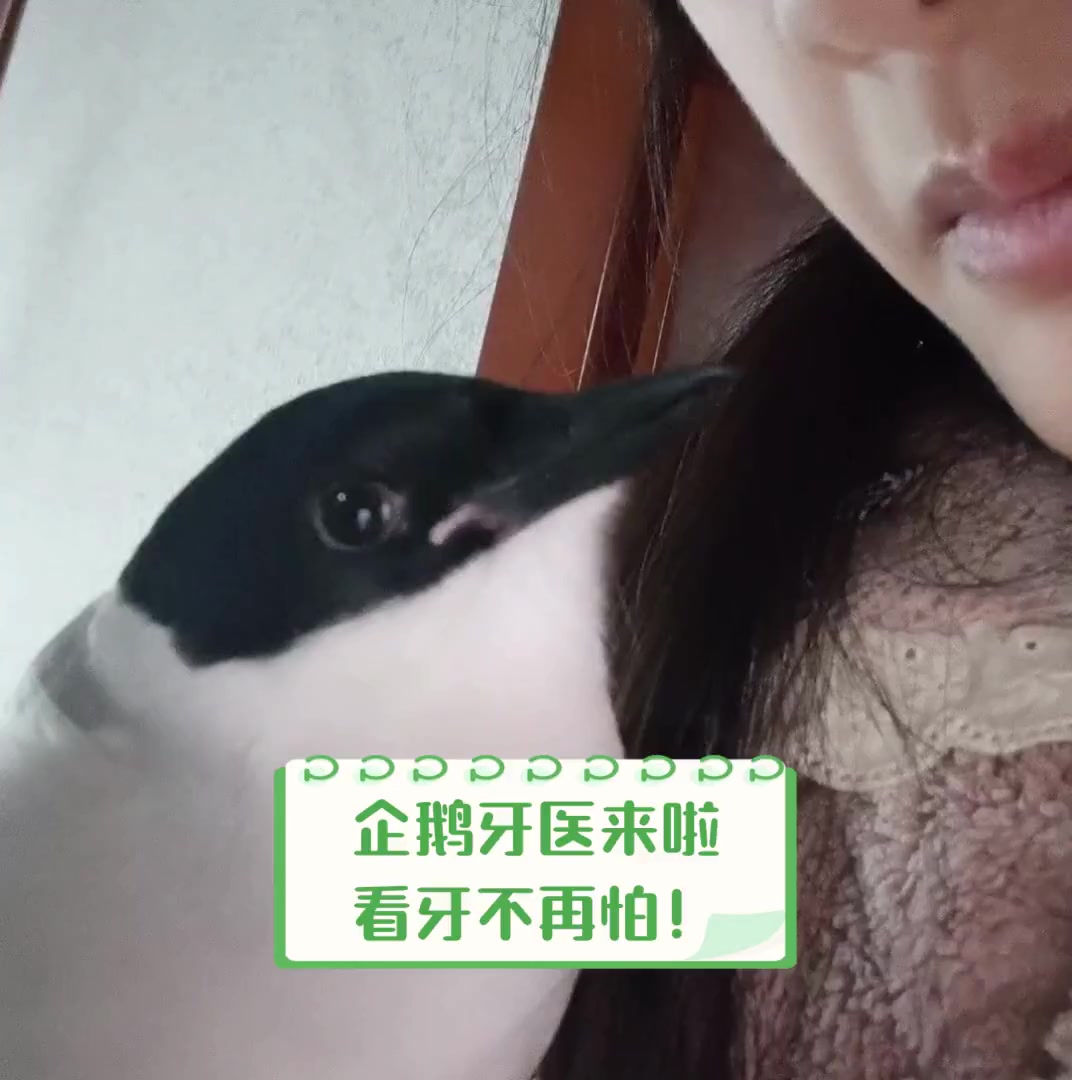 企鹅牙医来啦,看牙不再怕!